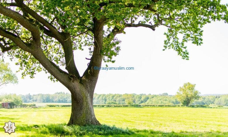 متى بكت الشجرة؟ 1 616eee4816a0c