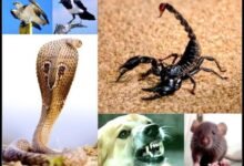6 حيوانات أمرنا الرسول بقتلها 6 حيوانات أمرنا الرسول بقتلها