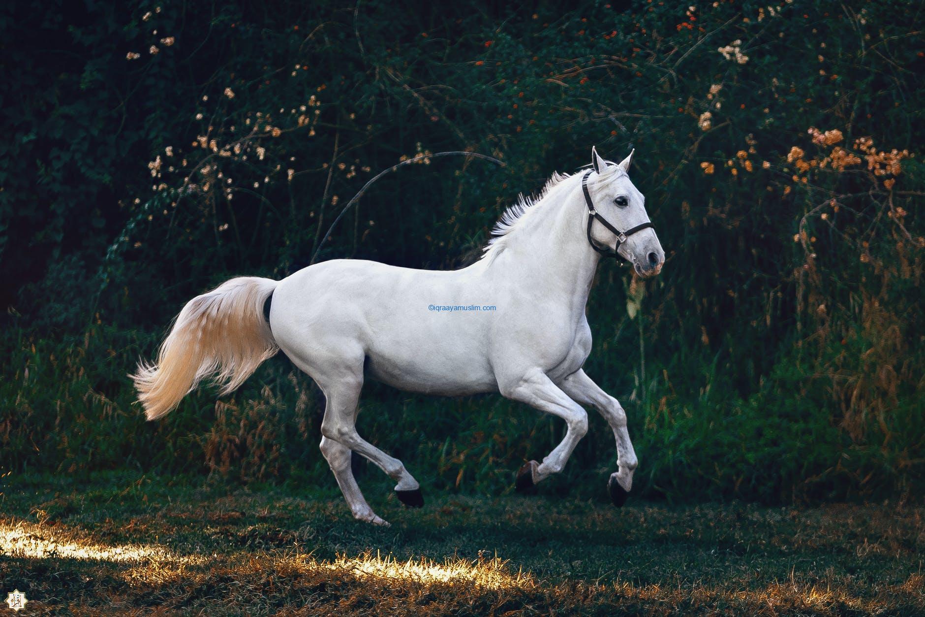 Interpretimi i një ëndrre për të hipur në një kalë i vogël në një ëndërr - Lexo, musliman
