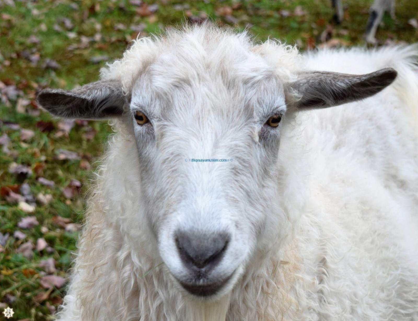 حكم اكل خصية الخروف حكم اكل خصية الخروف