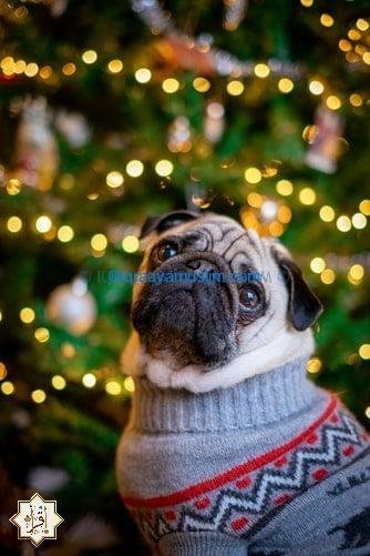 حكم تربيه الكلاب في الإسلام حكم تربيه الكلاب في الإسلام