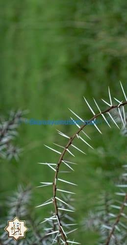 تفسير حلم ازالة الشوك من الجسد تفسير حلم ازالة الشوك من الجسد