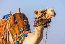 متى يجوز قتل الجمل؟ متى يجوز قتل الجمل؟