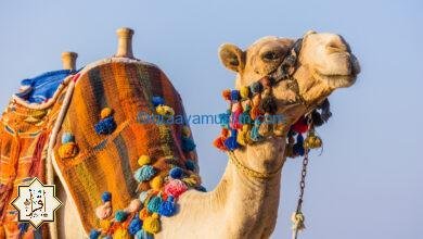 متى يجوز قتل الجمل؟ متى يجوز قتل الجمل؟
