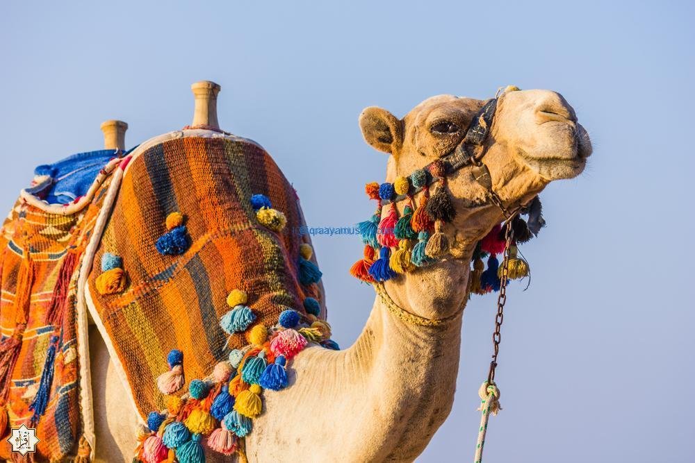 متى يجوز قتل الجمل؟