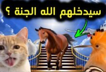 هل الحيوانات تدخل الجنة هل الحيوانات تدخل الجنة