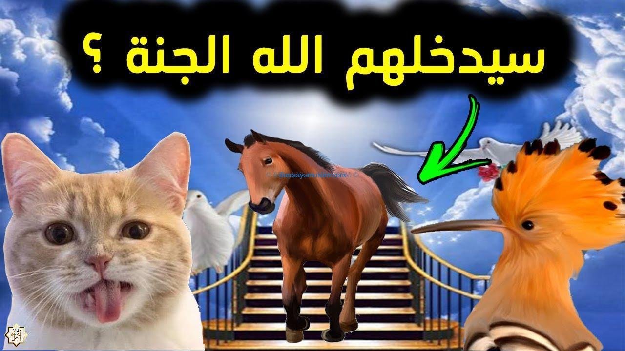 هل الحيوانات تدخل الجنة هل الحيوانات تدخل الجنة