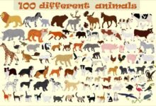 ما هي الحيوانات التي يكرهها النبي؟ ما هي الحيوانات التي يكرهها النبي؟