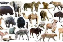 حيوانات لا تدخل الجنة حيوانات لا تدخل الجنة