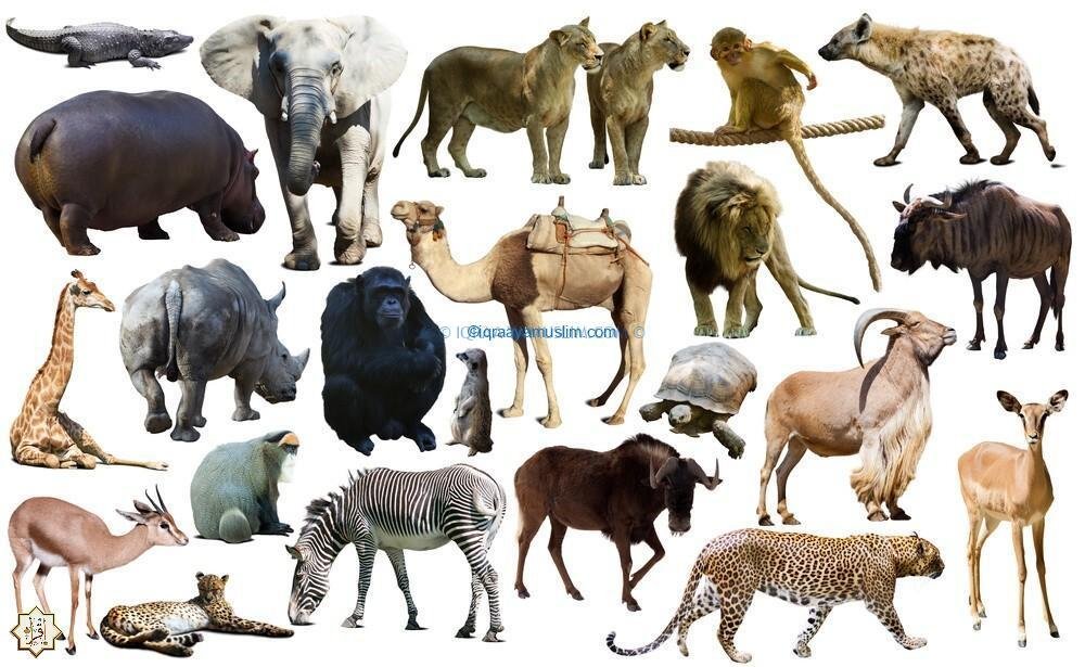 حيوانات لا تدخل الجنة حيوانات لا تدخل الجنة