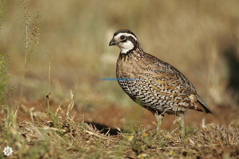 قصة طائر السلوى في القرآن الكريم قصة طائر السلوى في القرآن الكريم