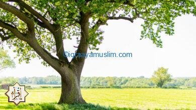 متى بكت الشجرة؟ متى بكت الشجرة؟