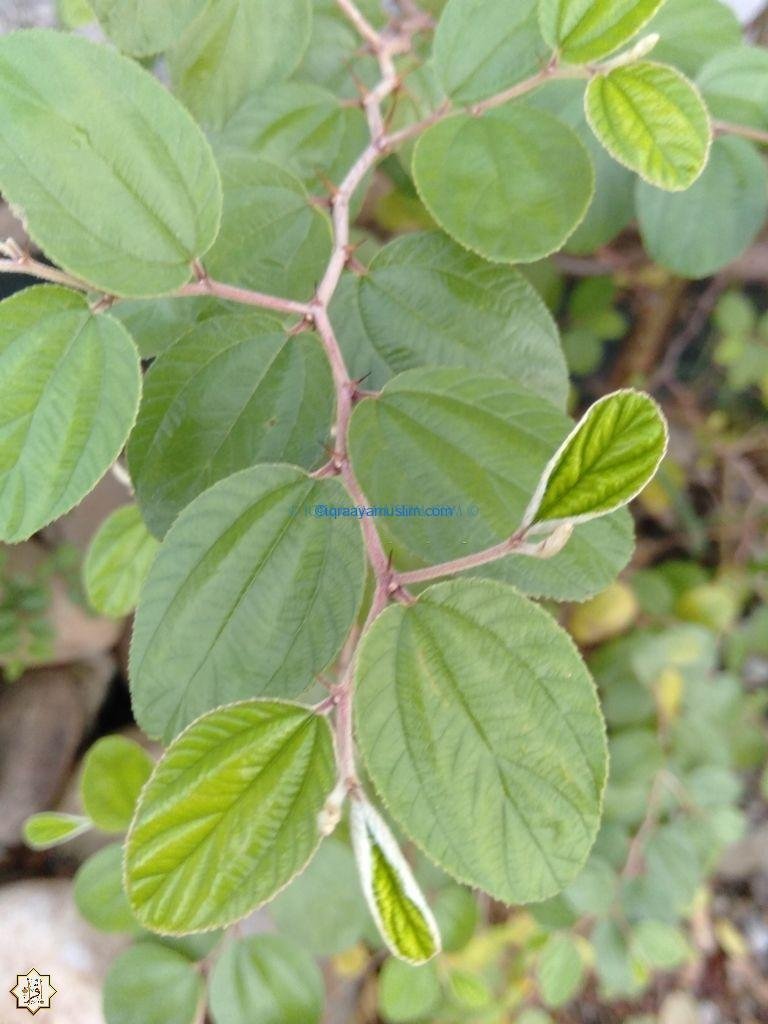 كيفية استخدام ورق السدر للرقية الشرعية كيفية استخدام ورق السدر للرقية الشرعية