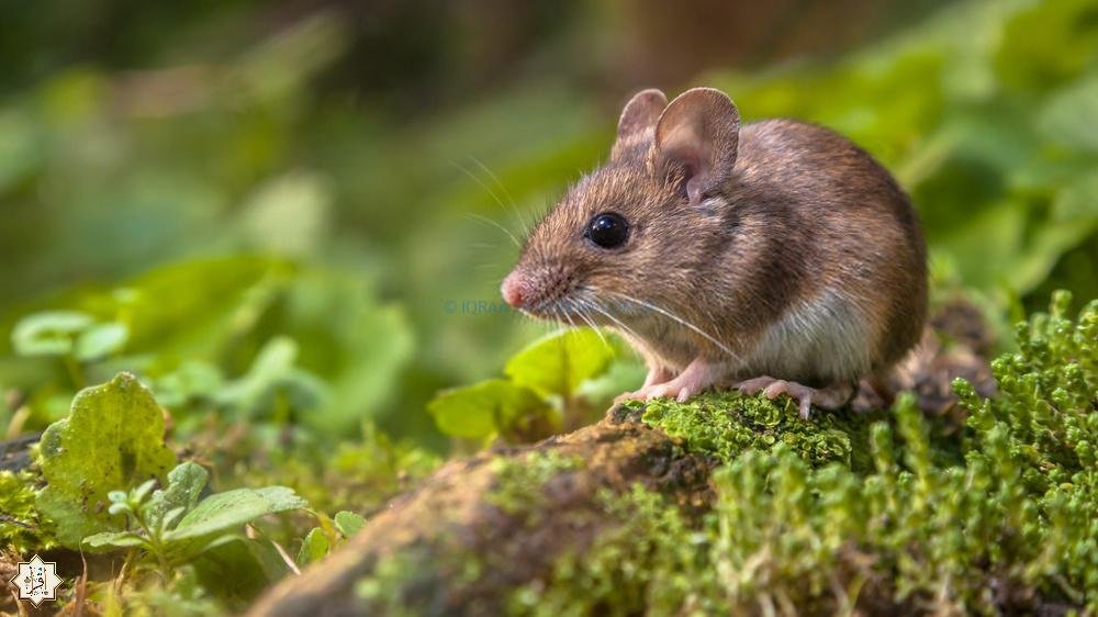 لماذا حثنا الرسول على قتل الفئران؟ لماذا حثنا الرسول على قتل الفئران؟