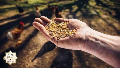 فضل إطعام الحيوانات في الإسلام فضل إطعام الحيوانات في الإسلام