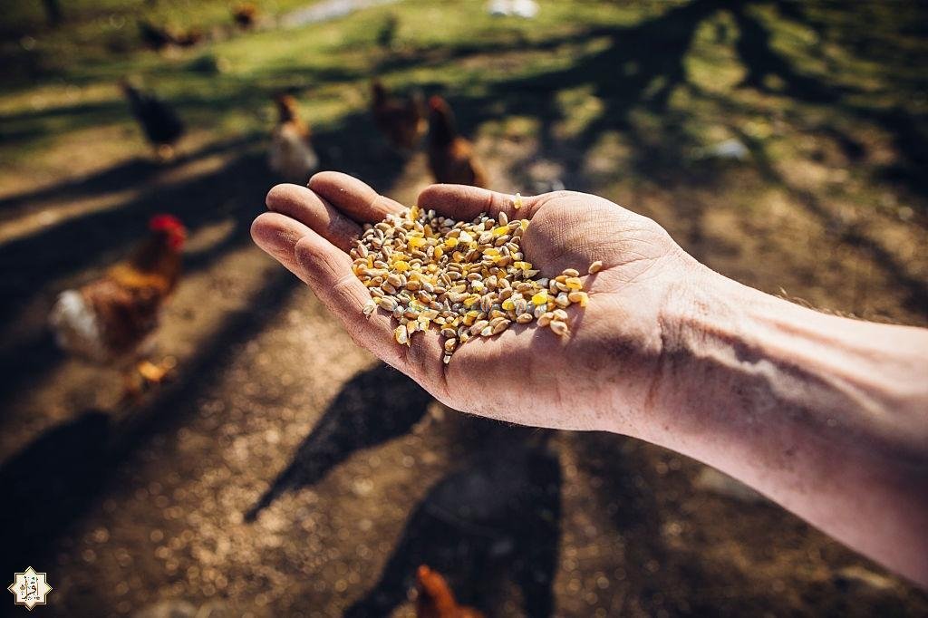 فضل إطعام الحيوانات في الإسلام فضل إطعام الحيوانات في الإسلام