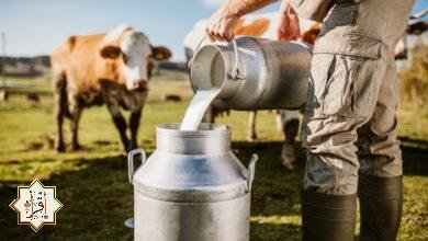 تفسير حلم لبن البقرة للعزباء تفسير حلم لبن البقرة للعزباء
