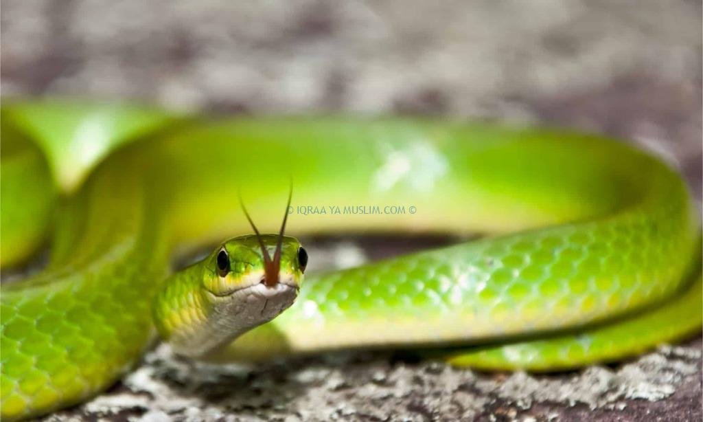 تفسير حلم الثعبان الاخضر وقتله في المنام تفسير حلم الثعبان الاخضر وقتله في المنام