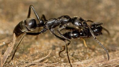 تفسير حلم النمل