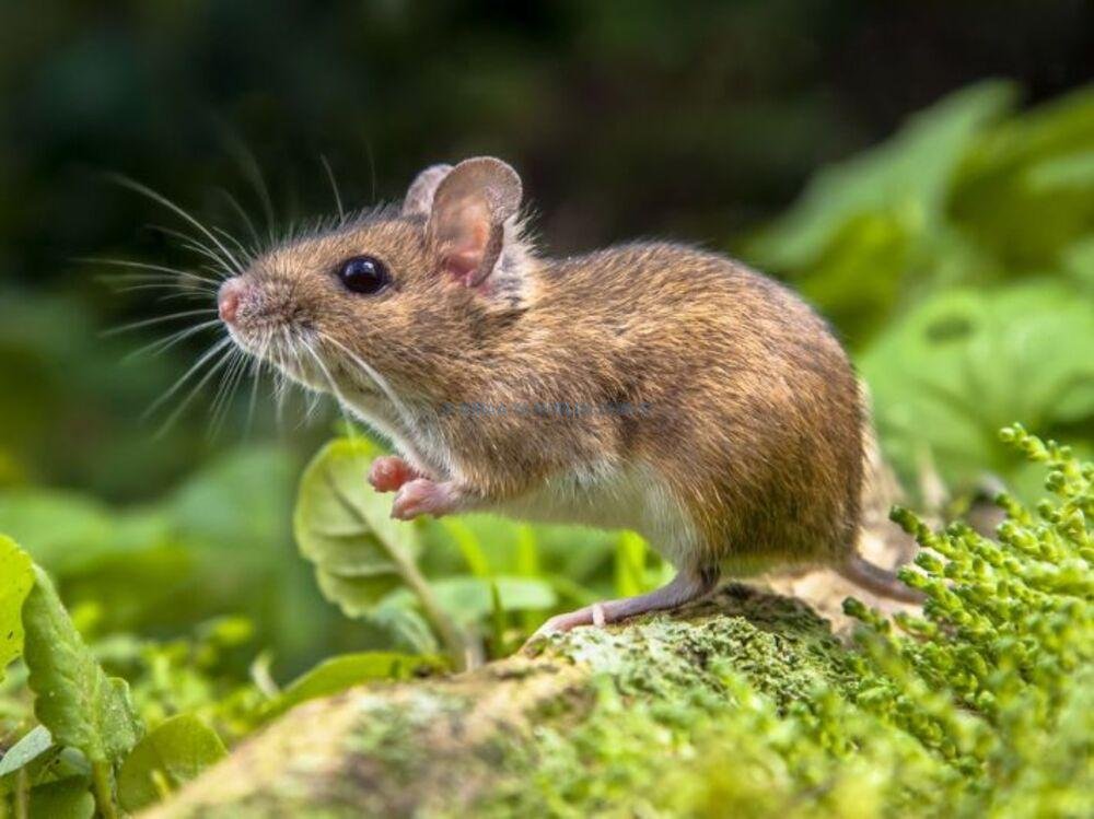 تفسير حلم رؤية الفئران في غرفة النوم تفسير حلم رؤية الفئران في غرفة النوم