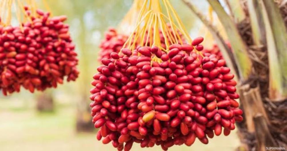 تفسير حلم اكل البلح في المنام تفسير حلم اكل البلح في المنام