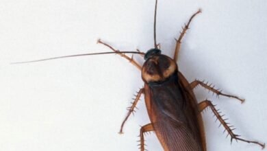 دلالة الصراصير في المنام دلالة الصراصير في المنام