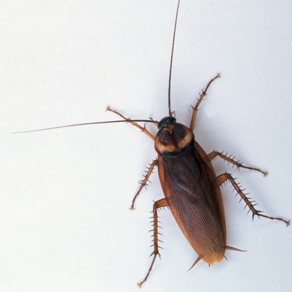 دلالة الصراصير في المنام دلالة الصراصير في المنام