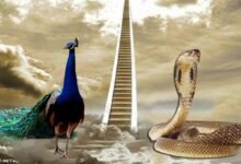 لماذا طرد الله الطاووس والثعبان من الجنة؟ لماذا طرد الله الطاووس والثعبان من الجنة؟