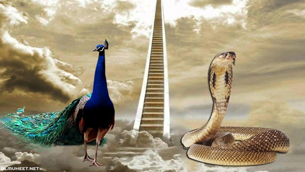 لماذا طرد الله الطاووس والثعبان من الجنة؟ لماذا طرد الله الطاووس والثعبان من الجنة؟
