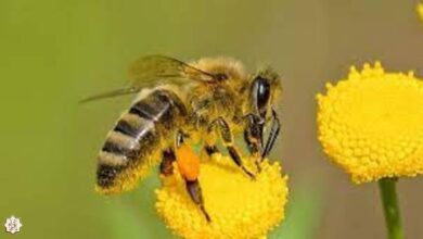 تفسير حلم النحل 