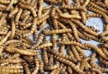 تفسير رؤية الدود الأبيض في المنام وهل هو شر؟ تفسير رؤية الدود الأبيض في المنام وهل هو شر؟