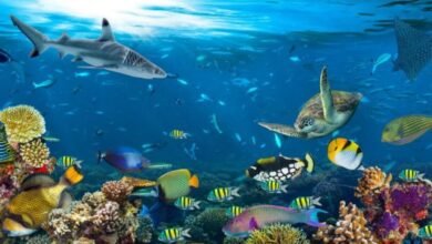 ما تفسير رؤية الكائنات البحرية في المنام؟ ما تفسير رؤية الكائنات البحرية في المنام؟