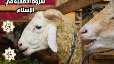 شروط الأضحية في الإسلام