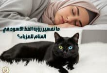 ما تفسير رؤية القط الاسود في المنام للعزباء؟