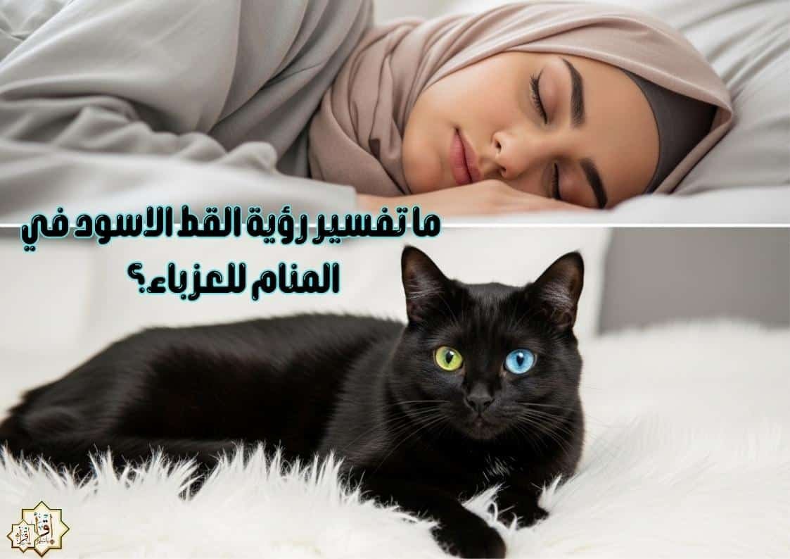 ما تفسير رؤية القط الاسود في المنام للعزباء؟