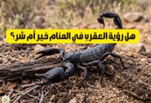 هل رؤية العقرب في المنام خير أم شر؟ هل رؤية العقرب في المنام خير أم شر؟